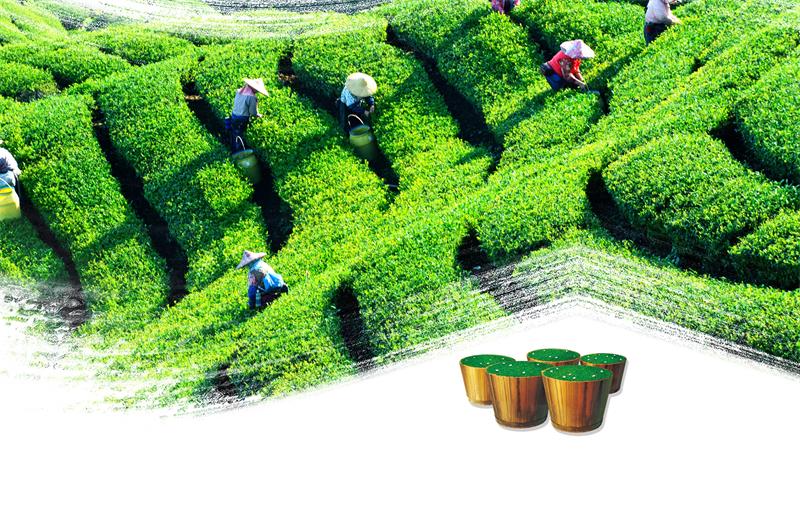 茶葉-綠茶文化 茶葉-綠茶文化